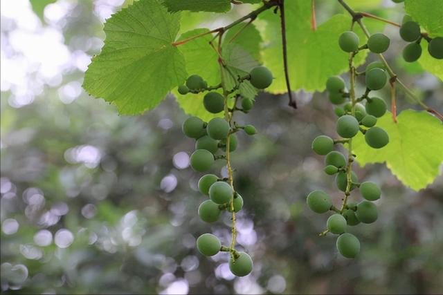 关于巨峰葡萄苗的种植方法，英英李子园一一解说