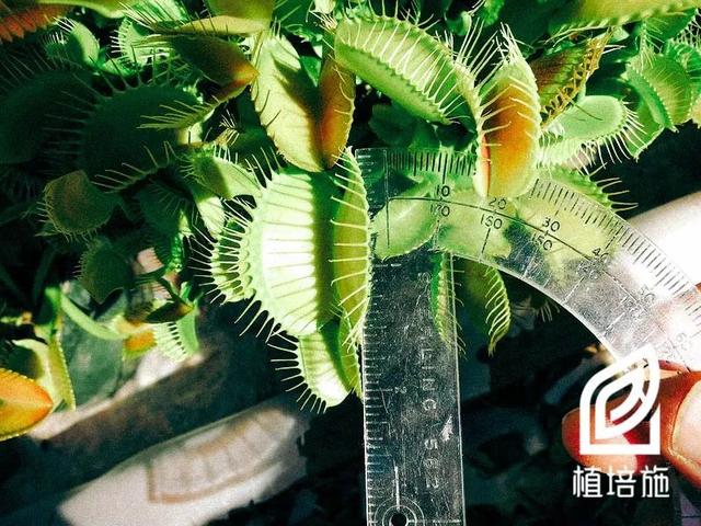 「植培施」捕蝇草 Dionaea muscipula 食虫植物栽培手册