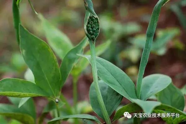 名贵道地药材适种区域重点推荐