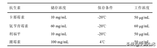 拟南芥DNA的提取、图位克隆以及大肠杆菌感受态的制备