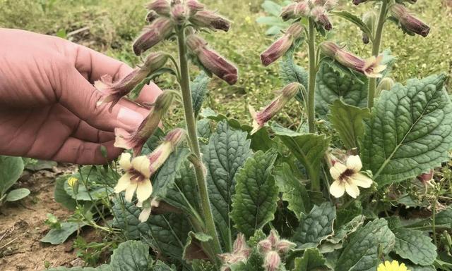 补肾之王地黄：农村种植的黄金项目，短周期回报的秘密武器”