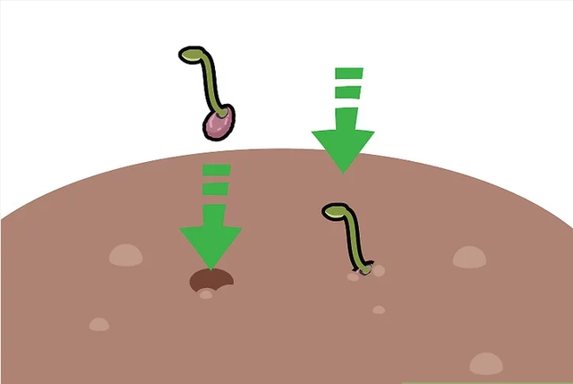 如何种植莲花