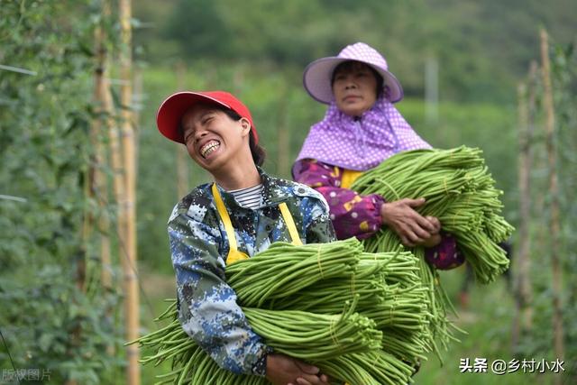 豆角什么时间播种？怎么种产量高？老农教你6招，结豆一茬接一茬