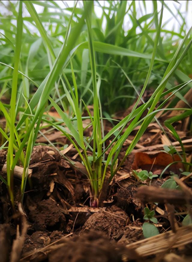 不同浓度独脚金内酯，对多花黑麦草幼苗的生长发育有何影响？