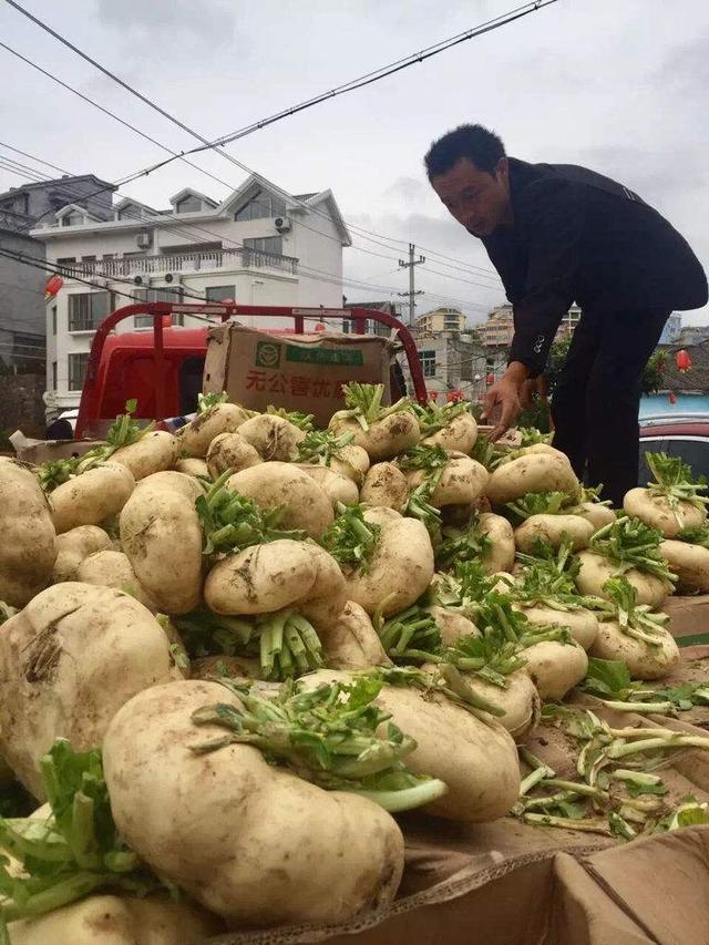 这菜在我国种植了千年，却常被误认为萝卜，出口国外很受欢迎