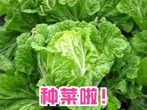 波菜种植时间(5月份，