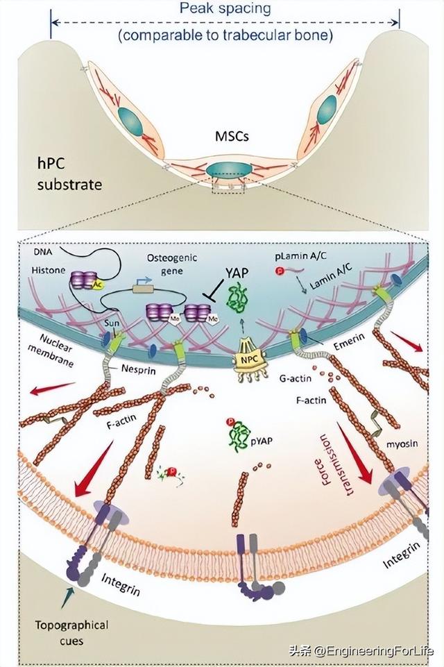 基质形貌如何影响hBMSCs的成骨分化？《ACS AMI》或许可以给你启发