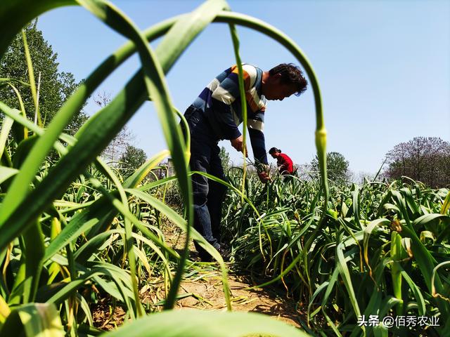 一举三得：安徽农民种植大蒜，田间套种中药材，蒜苔成特色产业