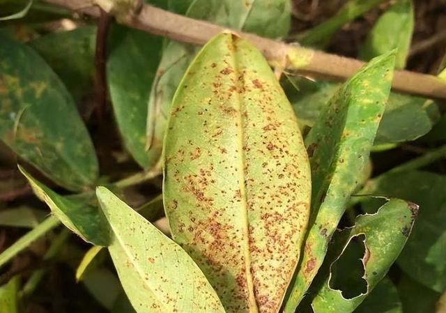 黄菠萝树栽培技术及病虫害防治