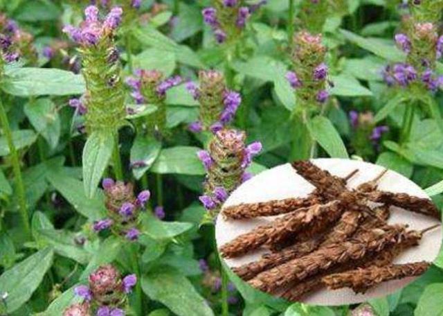 田间一植物，看似“麦穗”，其实人称“夏枯草”，见到请珍惜