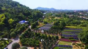 长沙苗木种植(绿心里的家乡｜浏阳柏铃村：种植苗木是家家户户的祖传手艺)