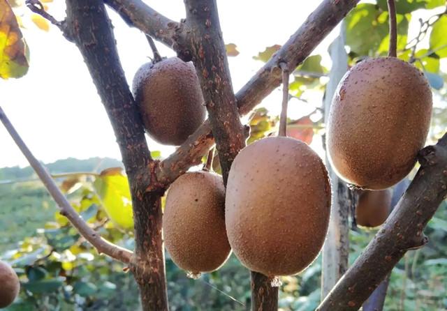 「干货」种植猕猴桃的土壤管理要点