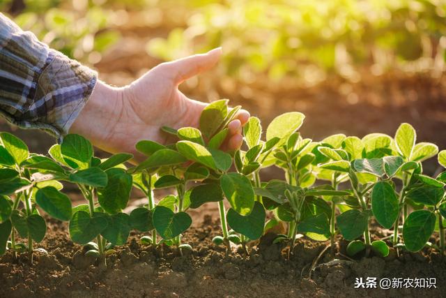 大豆种植新技术要点都在这，简单易学，高产栽培技术