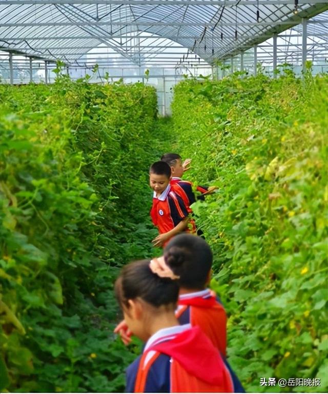 君山区濠河小学学生咋在大棚里上课，他们在学啥？