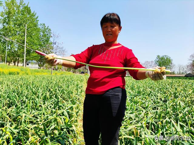 一举三得：安徽农民种植大蒜，田间套种中药材，蒜苔成特色产业