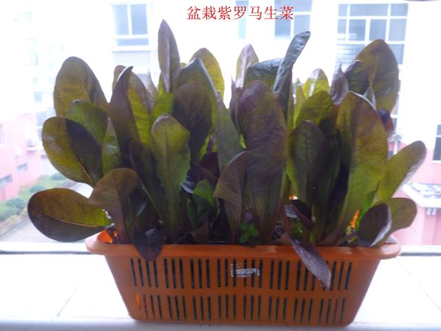 蔬菜档案叶菜类（6）紫色生菜（2个品种）