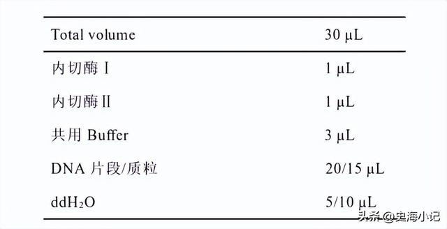 拟南芥DNA的提取、图位克隆以及大肠杆菌感受态的制备