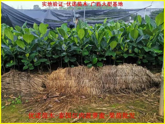 新特色品种泰国红肉菠萝蜜嫁接果苗 泰国8号菠萝蜜 泰国12号菠萝蜜