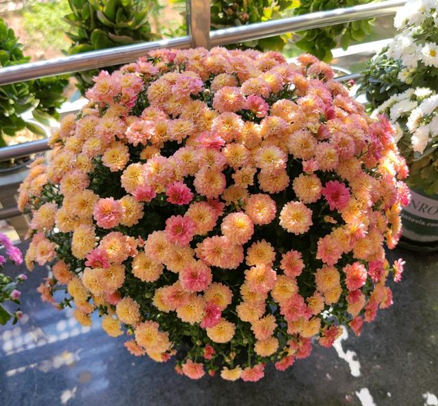 阳台盆栽“新宠儿”—千头菊，美丽壮观，三季有花开，养护也简单