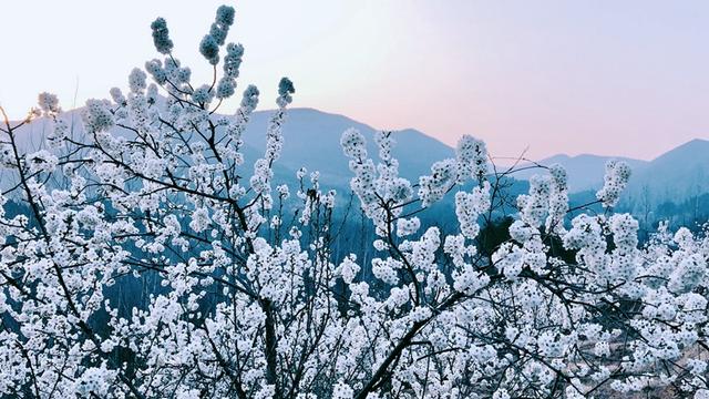 湖北南漳：万亩樱桃花迎春盛开