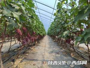 葡萄大棚种植视频(视频丨科技助农 西安鄠邑区灵山寺村“含香美人娇”葡萄挂出“致富果”)