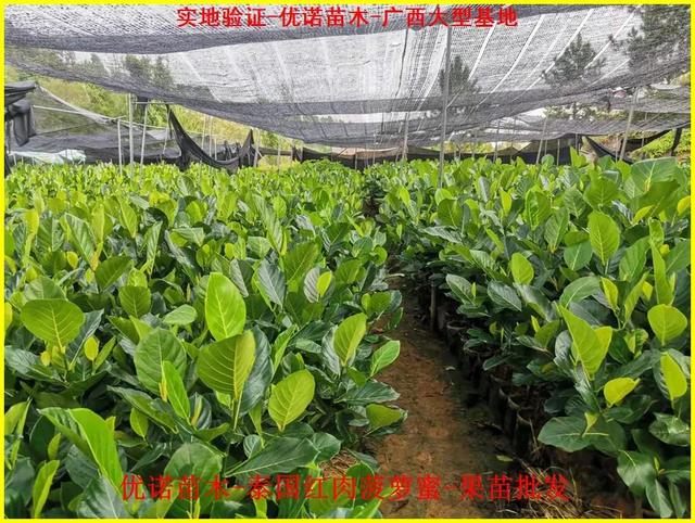 新特色品种泰国红肉菠萝蜜嫁接果苗 泰国8号菠萝蜜 泰国12号菠萝蜜