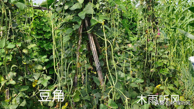 秋豆角最适合什么时间种植？怎样种植秋豆角？