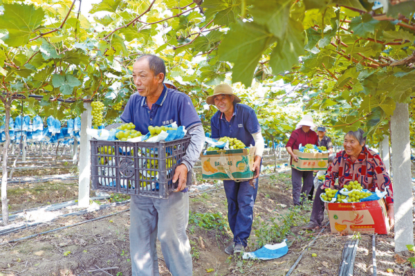 王双喜：种植葡萄走上致富路