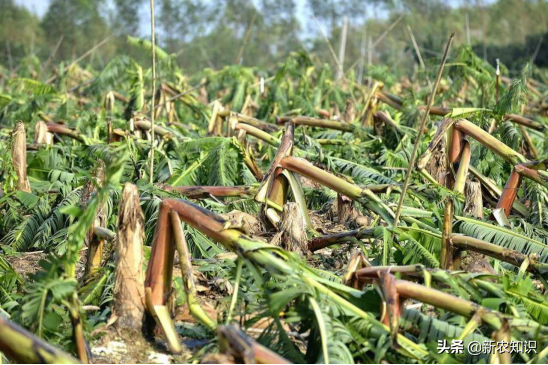 香蕉种植不简单，科学种植是关键，学问大着呢