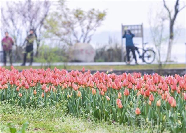 武汉植物园八成春花从野外“猎”来：红白花桃每朵花不一样，野生杜鹃王来汉40年……