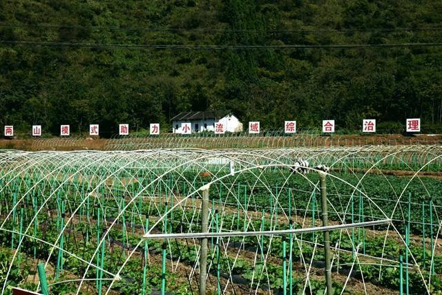 赤壁两山蔬菜种植基地：防冻棚搭建忙