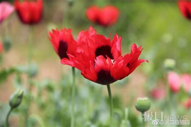 武汉植物园八成春花从野外“猎”来：红白花桃每朵花不一样，野生杜鹃王来汉40年……