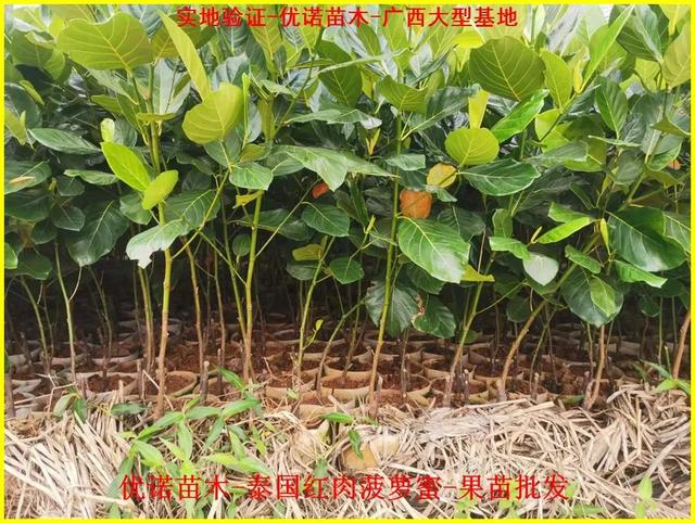 新特色品种泰国红肉菠萝蜜嫁接果苗 泰国8号菠萝蜜 泰国12号菠萝蜜