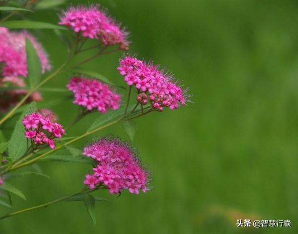 它花香淡雅给人一种清纯的美感，还能表达你对对方的一往情深