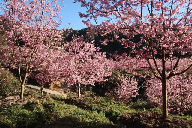 种樱花年产值600万，他仍觉得不够，未来他还要这样干