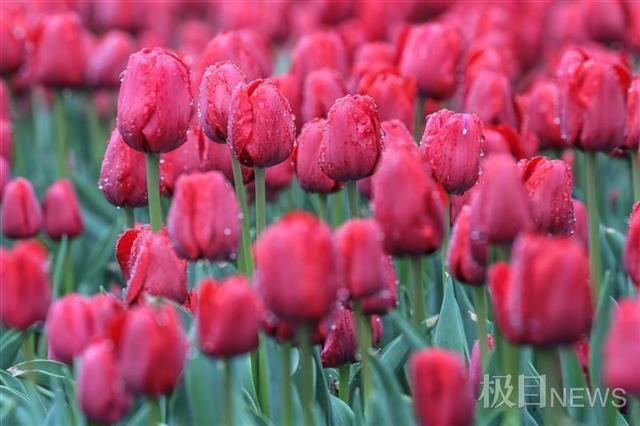 武汉植物园八成春花从野外“猎”来：红白花桃每朵花不一样，野生杜鹃王来汉40年……