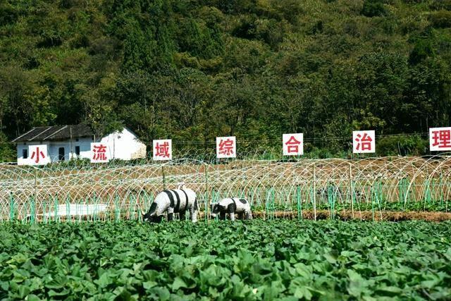 赤壁两山蔬菜种植基地：防冻棚搭建忙