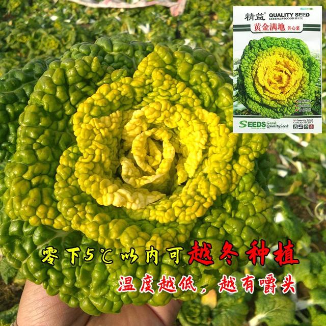 特耐寒蔬菜种！可抗零下5℃低温！号称“雪里金花”！推荐农户