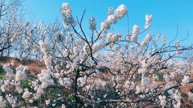 湖北南漳：万亩樱桃花迎春盛开