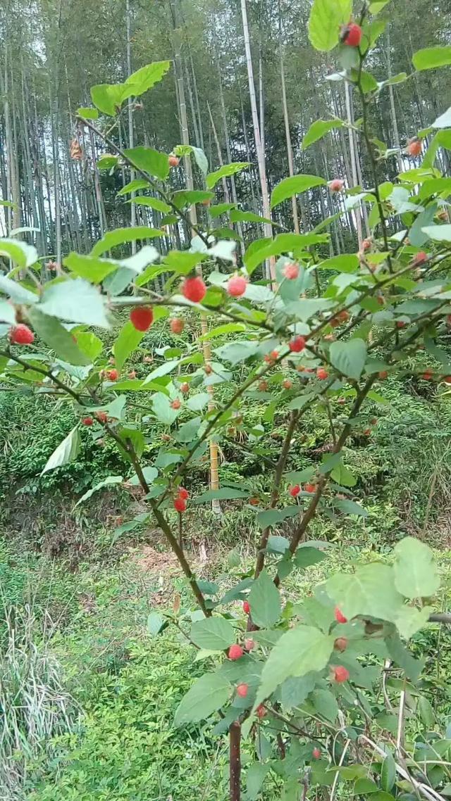 宜春山上又有一种美味野果熟了，今年你去摘了吗？