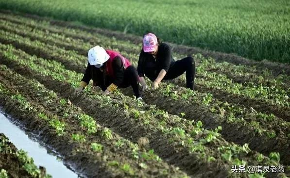 销路好、亩效益高的红薯品种与栽种方式