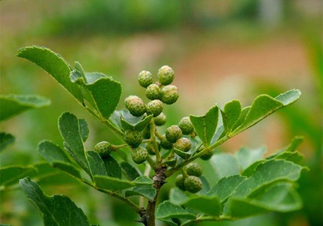 花椒树栽培技术｜青花椒实用栽培技术之栽植技术