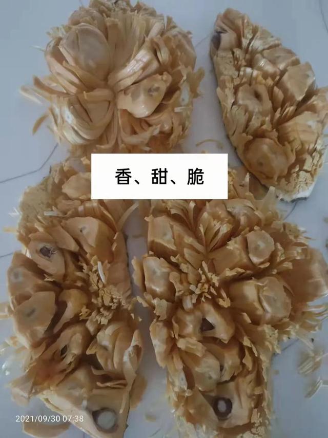 新特色品种泰国红肉菠萝蜜嫁接果苗 泰国8号菠萝蜜 泰国12号菠萝蜜