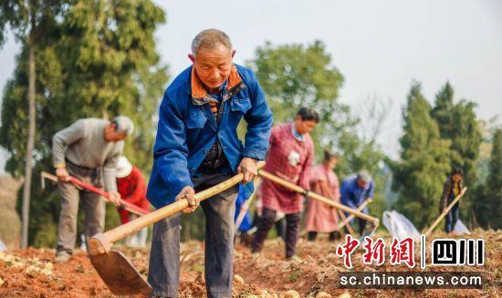 自贡贡井：“花生-土豆”轮作模式在全市推广