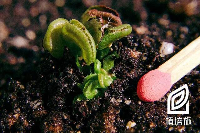 「植培施」捕蝇草 Dionaea muscipula 食虫植物栽培手册