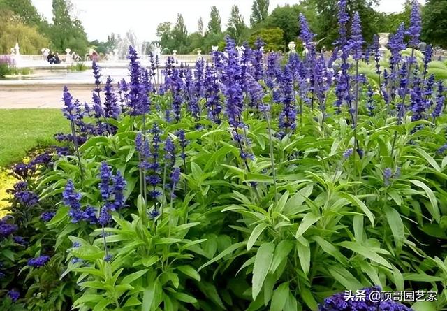 5种蓝色系的“清凉花”，随便种一两种，花园的夏天就清凉很多