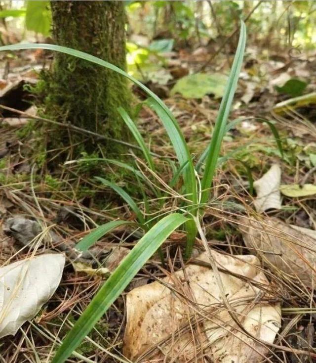 怎样才能自制松针土呢？