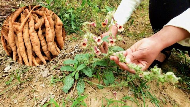 补肾之王地黄：农村种植的黄金项目，短周期回报的秘密武器”