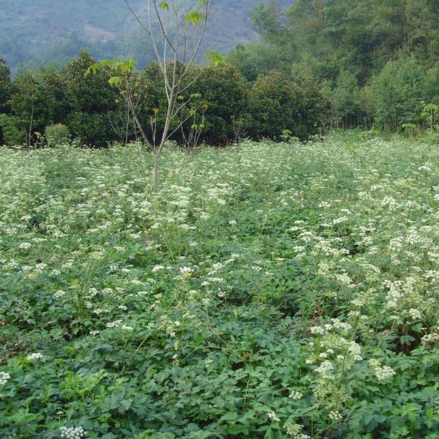 白花前胡仿野生栽培新技术