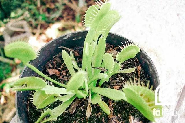 「植培施」捕蝇草 Dionaea muscipula 食虫植物栽培手册